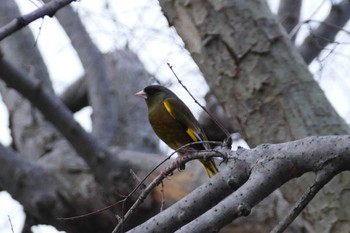 Grey-capped Greenfinch 東京都 Tue, 2/14/2023