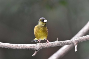 Grey-capped Greenfinch 西油山(福岡市) Sun, 1/10/2021