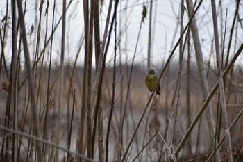 Masked Bunting 笠松 Sun, 2/12/2023