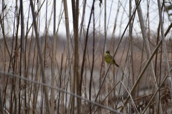 Masked Bunting 笠松 Sun, 2/12/2023