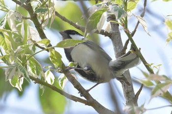 Sun, 4/22/2018 Birding report at 滋賀県近江富士花緑公園