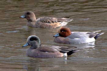 American Wigeon 静岡県 Sun, 2/12/2023