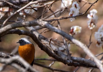 Daurian Redstart 都田総合公園 Sun, 2/12/2023