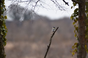 Japanese Tit 笠松 Sun, 2/12/2023