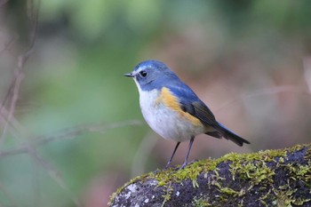 Red-flanked Bluetail 埼玉県所沢市 Sun, 2/12/2023