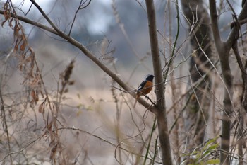 Daurian Redstart 笠松 Sun, 2/12/2023