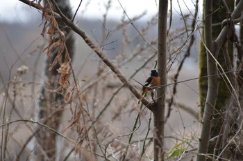 Daurian Redstart 笠松 Sun, 2/12/2023