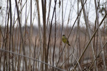 Masked Bunting 笠松 Sun, 2/12/2023