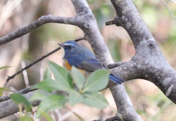 ルリビタキ 愛知県緑化センター 昭和の森(豊田市) 2023年2月14日(火)