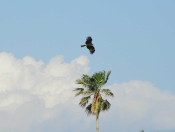 Black Kite 油壺 Unknown Date