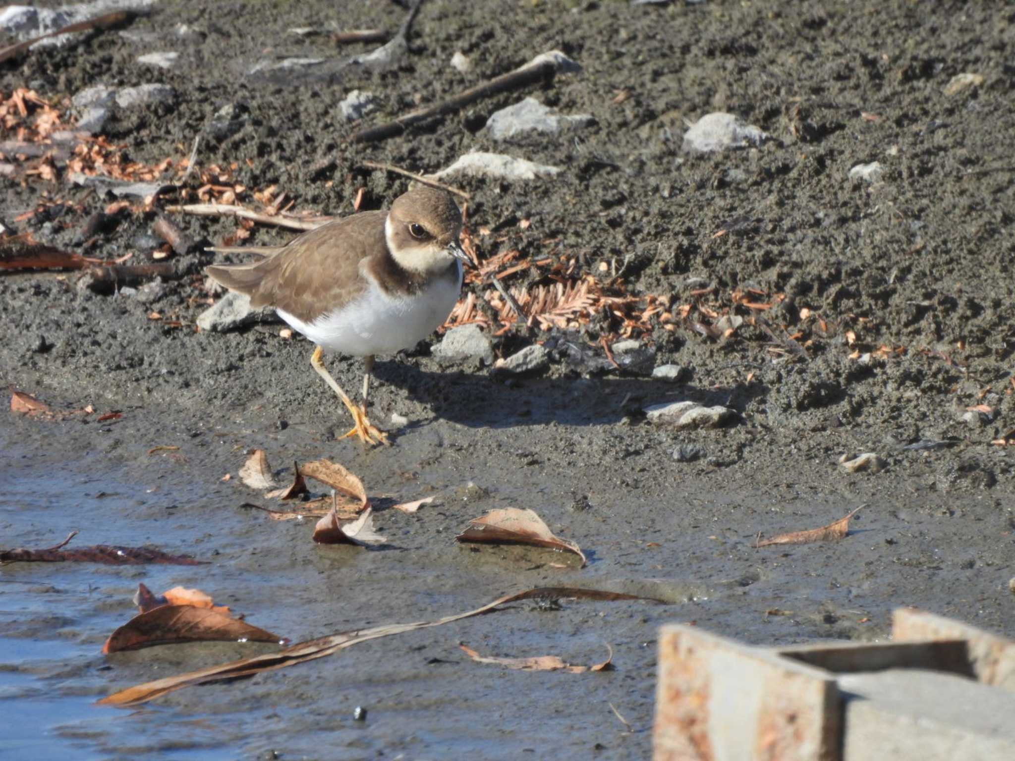 Little Ringed Plover