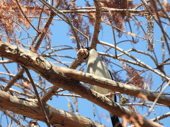 Sun, 2/5/2023 Birding report at 都市緑化植物園(大阪府豊中市寺内)