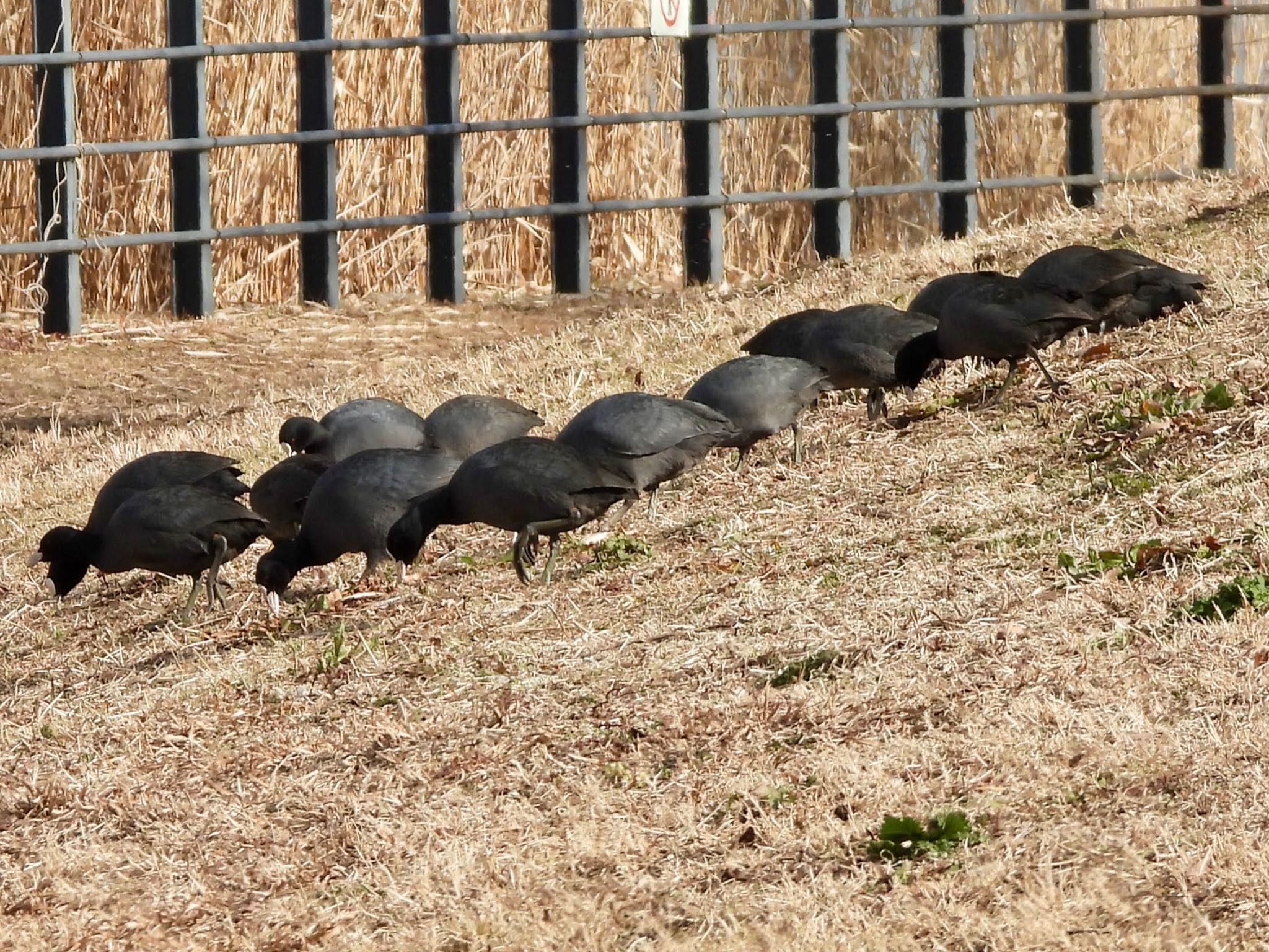 Photo of Eurasian Coot at Shin-yokohama Park by くー