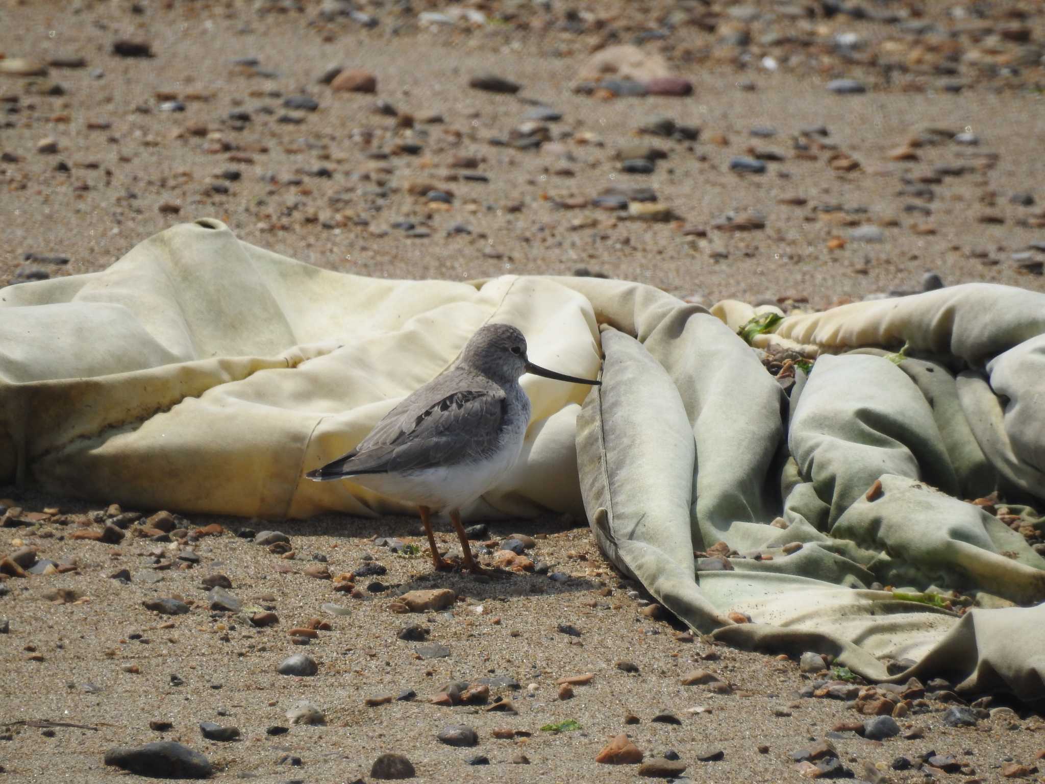 Terek Sandpiper