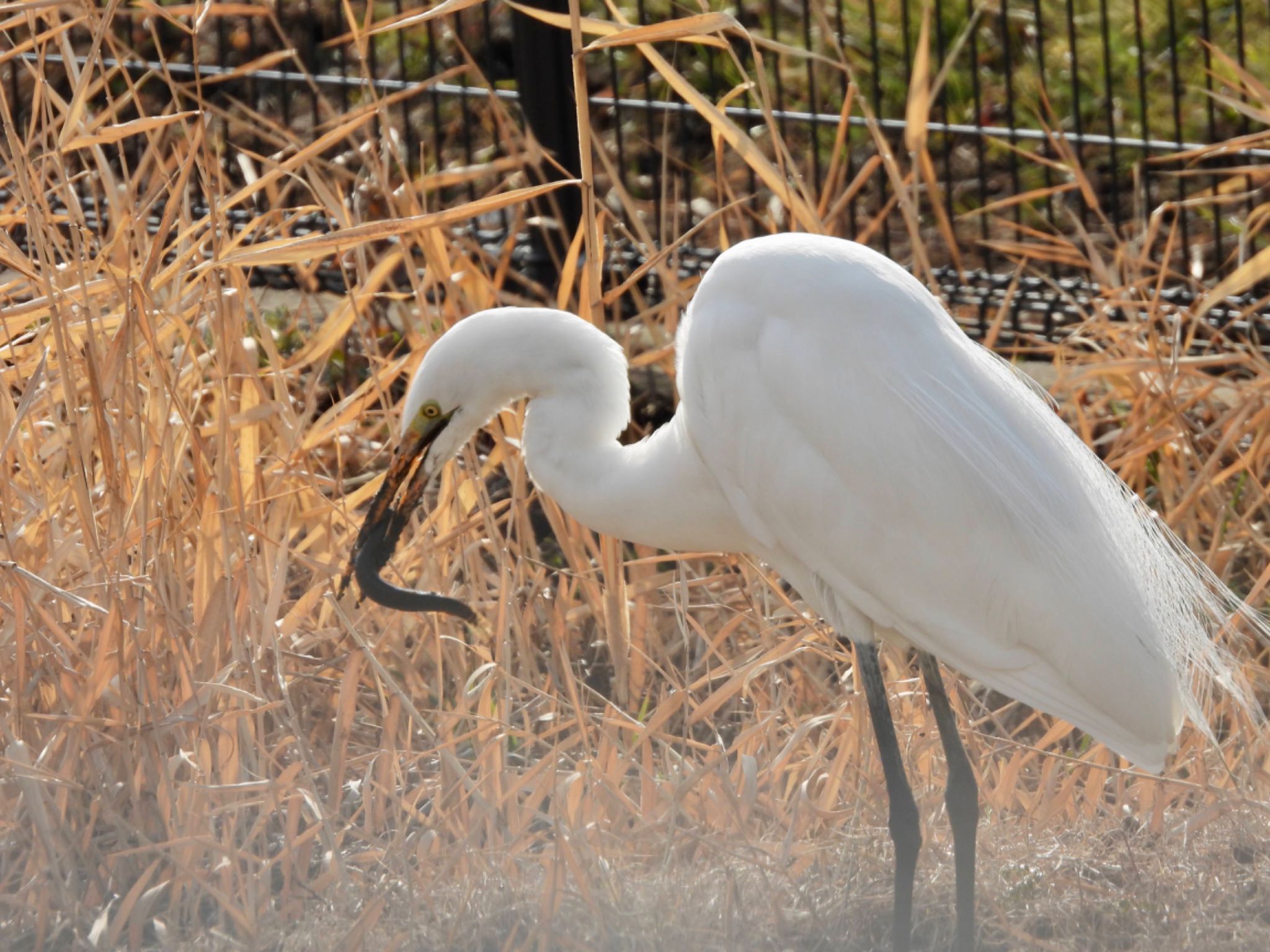 Photo of Great Egret at Shin-yokohama Park by くー