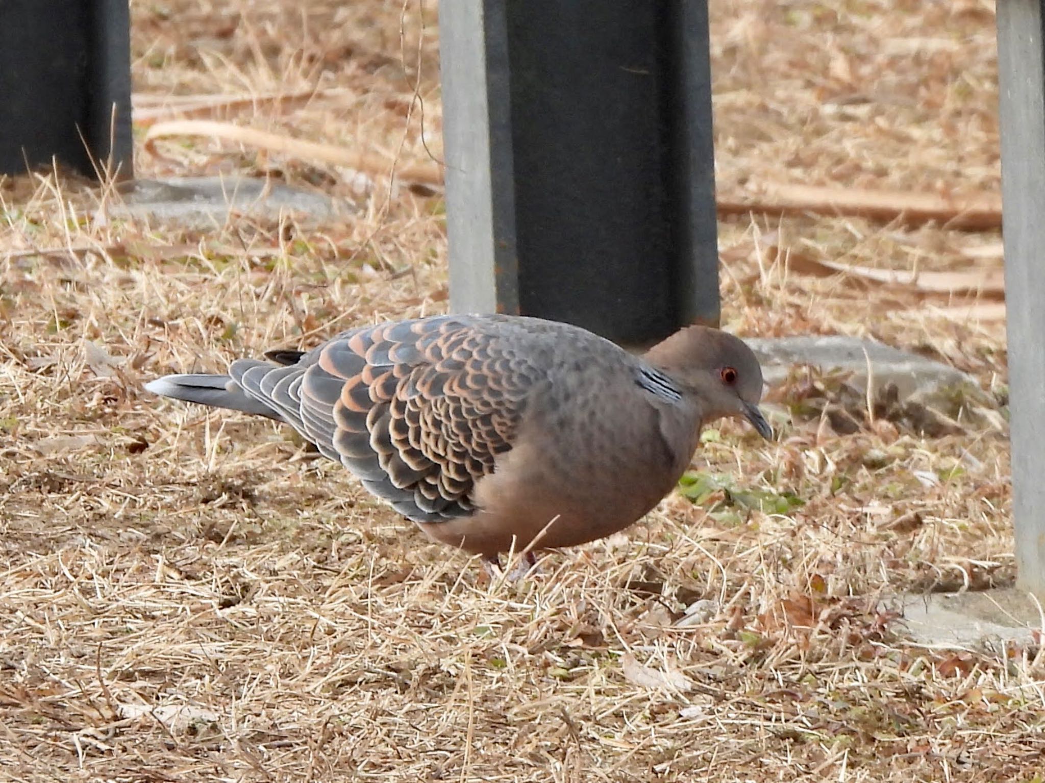 新横浜公園 キジバトの写真 by くー