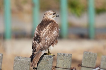 ノスリ 秋ヶ瀬公園 2023年2月11日(土)