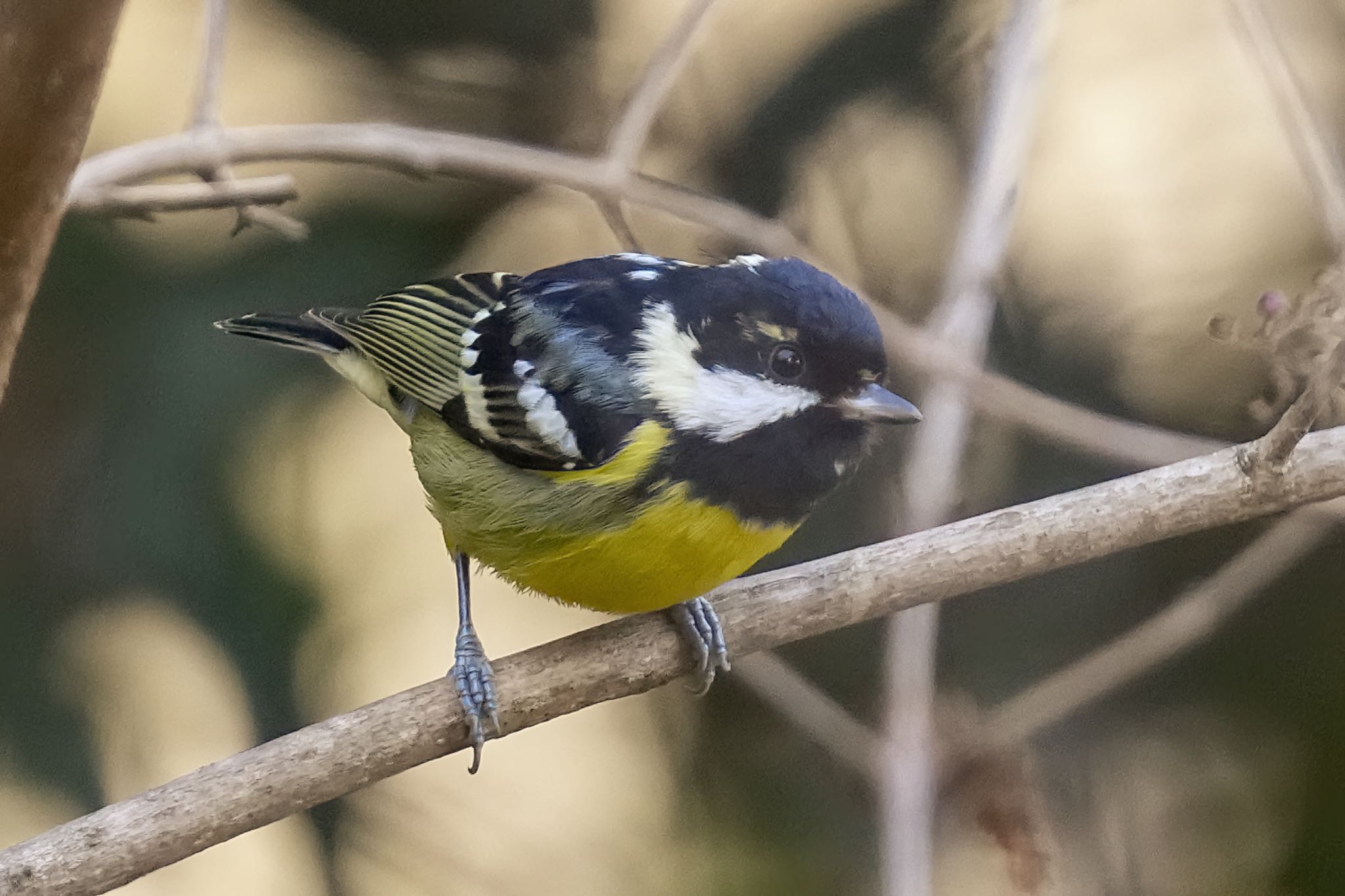 Yellow-bellied Tit