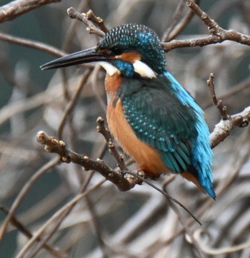 2023年1月15日(日) 長浜公園の野鳥観察記録