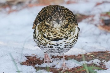 トラツグミ 秋ヶ瀬公園 2023年2月11日(土)