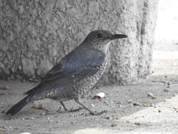 Blue Rock Thrush 兵庫県明石市 Sun, 4/22/2018