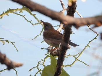 Sun, 2/5/2023 Birding report at Hattori Ryokuchi Park