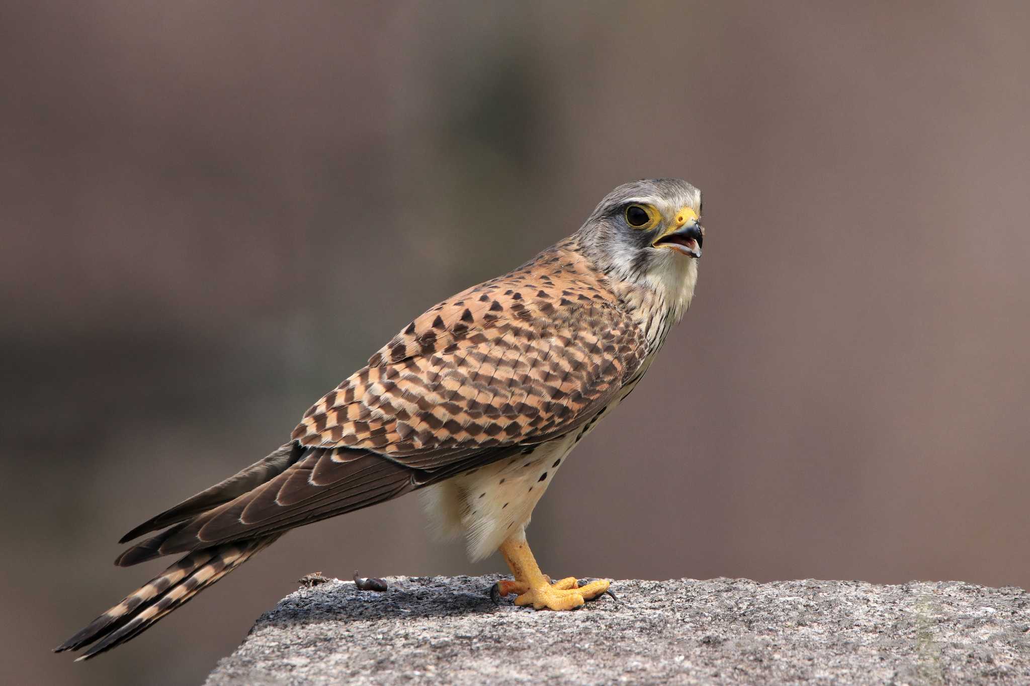 Photo of Common Kestrel at Osaka castle park by とみやん