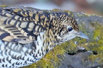 White's Thrush Akigase Park Sat, 2/11/2023