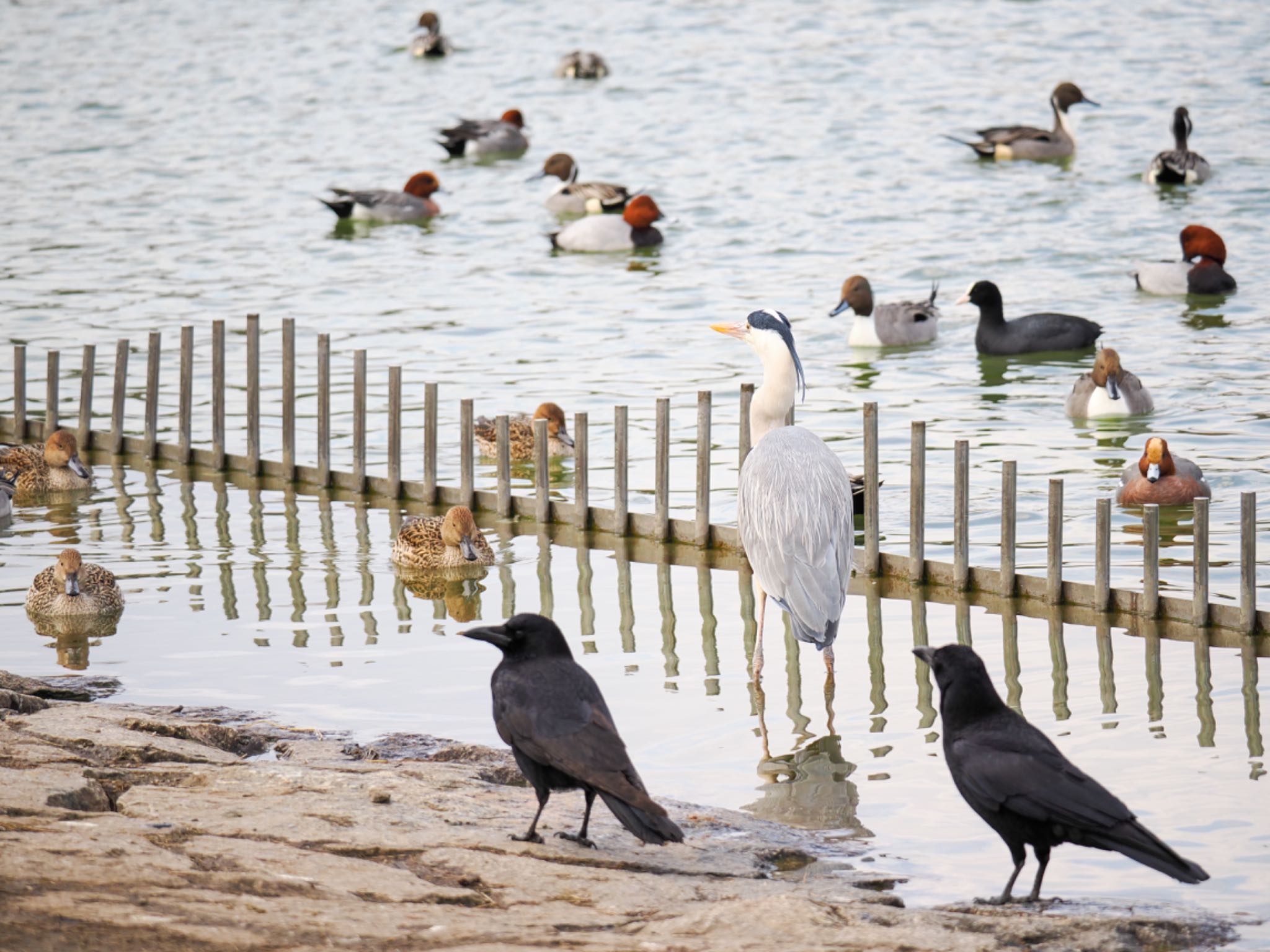 Grey Heron