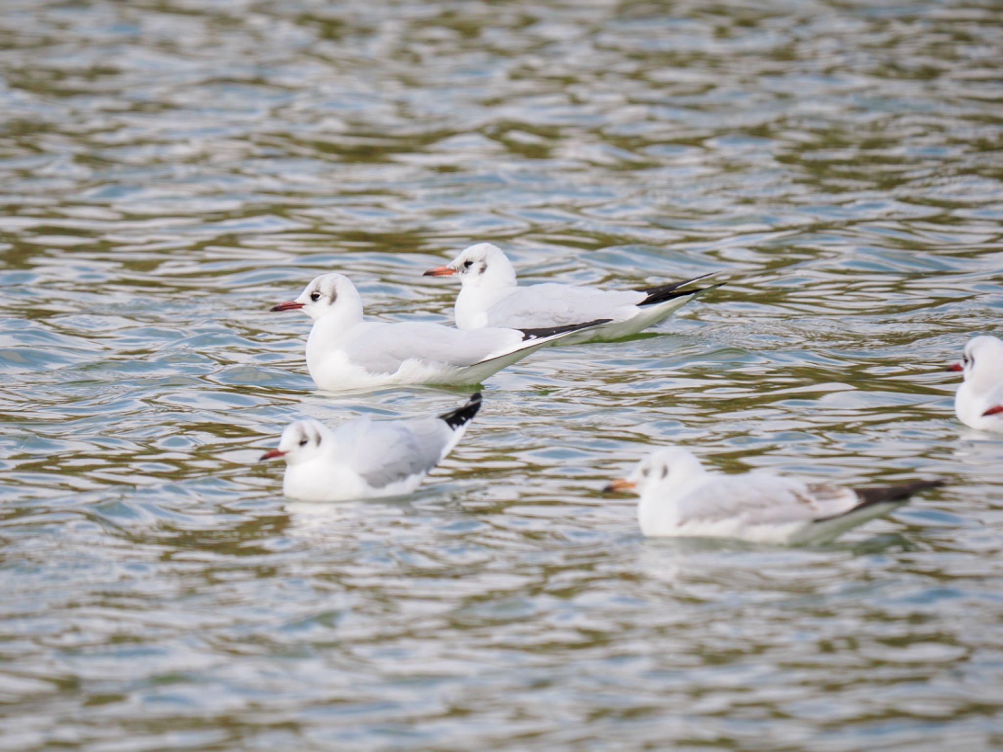 Black-headed Gull