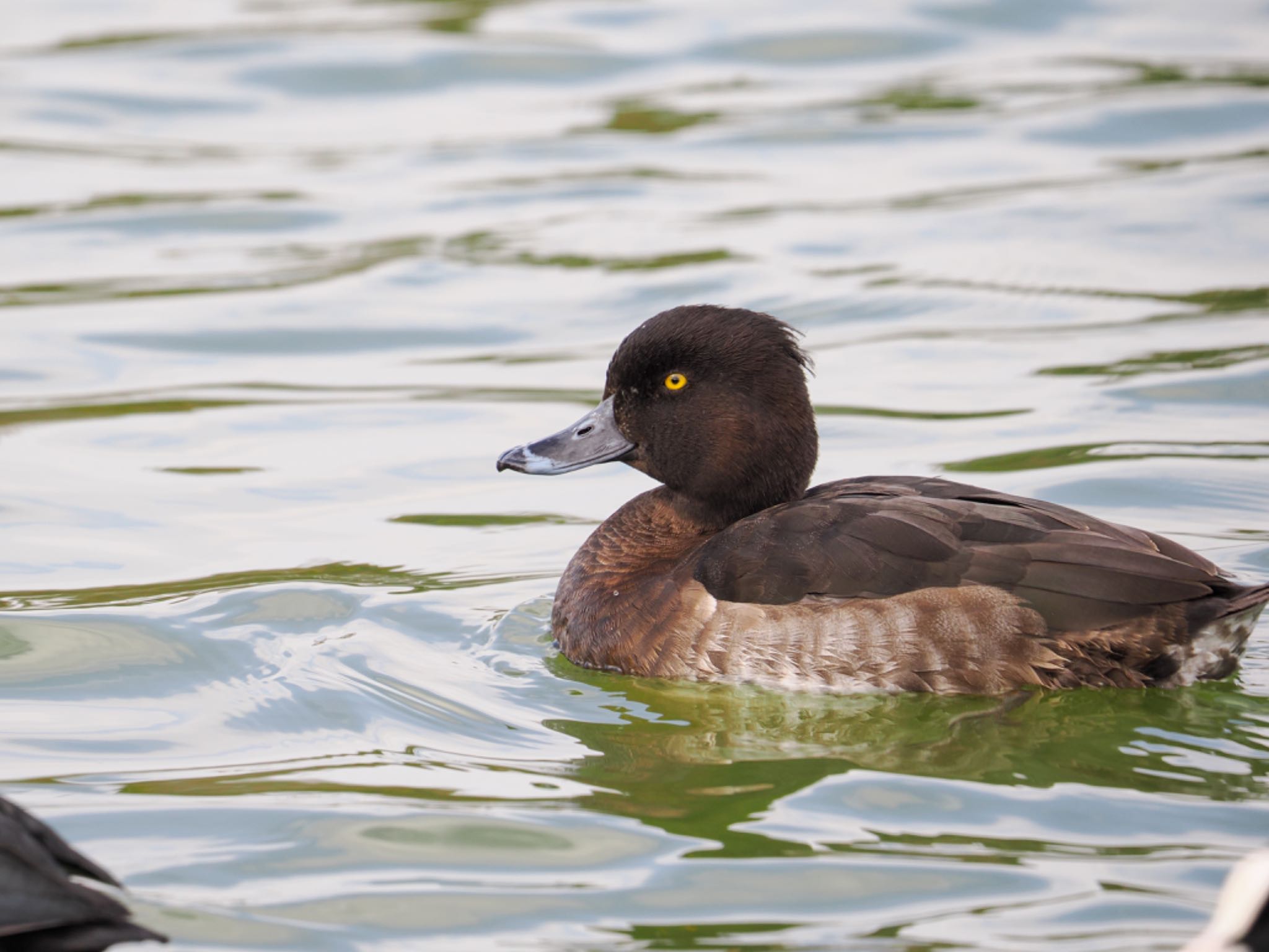 Tufted Duck