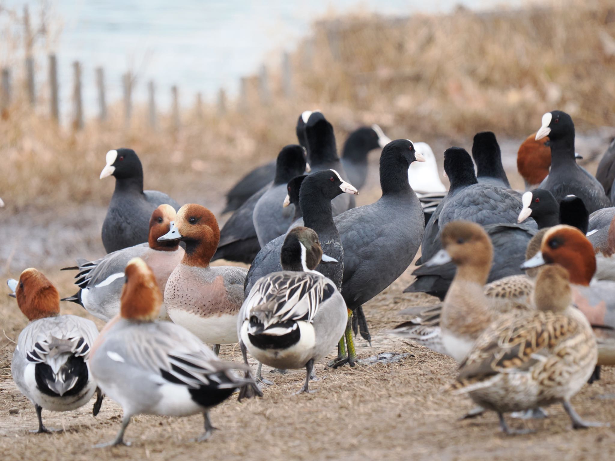 Eurasian Coot