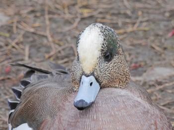 2023年2月4日(土) 大阪鶴見緑地の野鳥観察記録