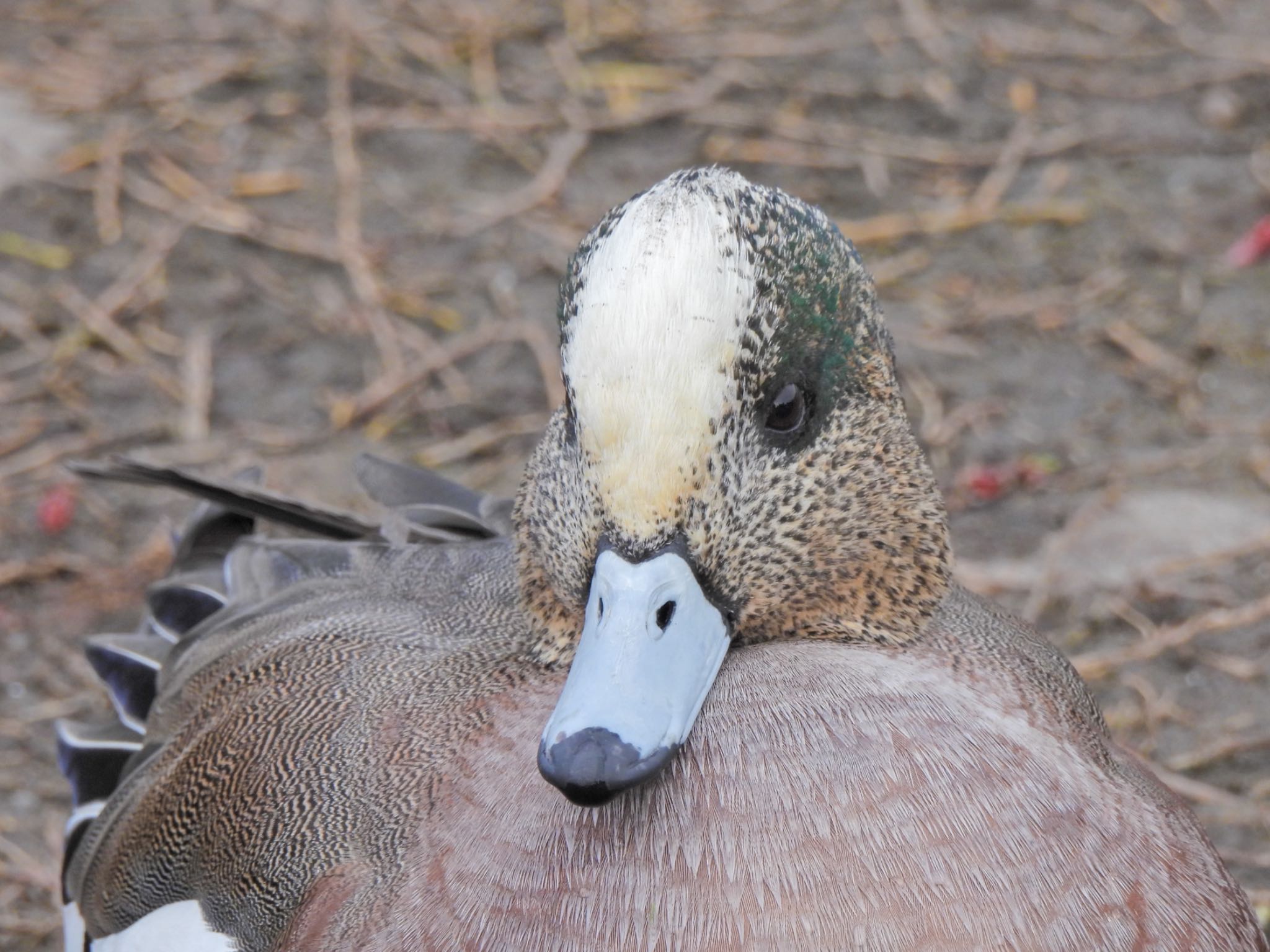 American Wigeon