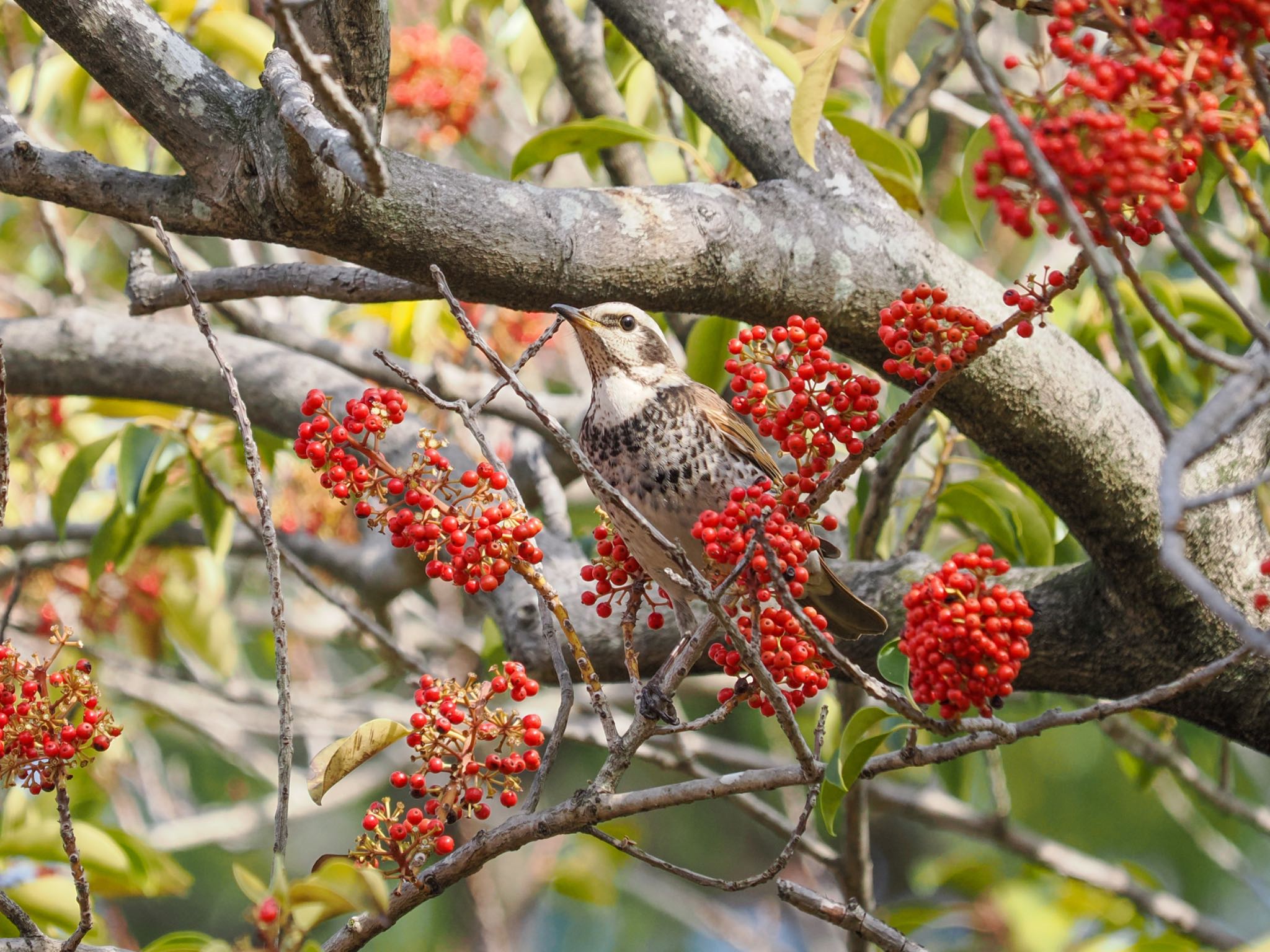 Dusky Thrush