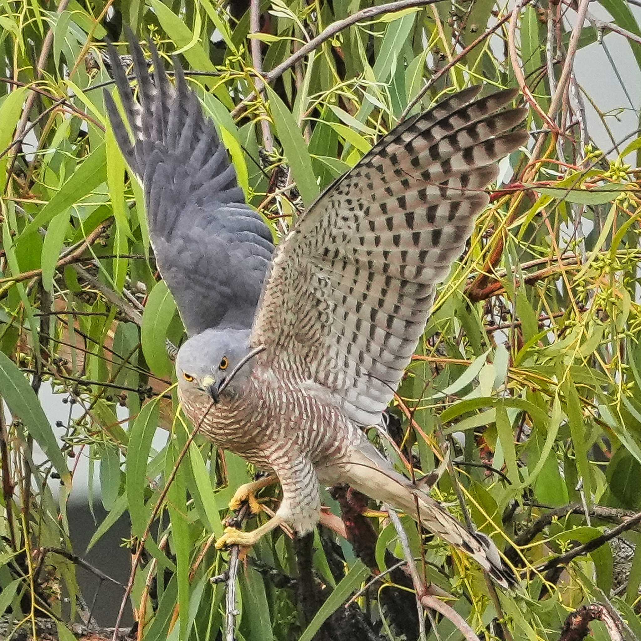 タカサゴダカ