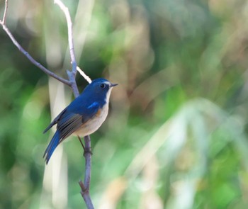 Red-flanked Bluetail 埼玉県 Mon, 2/6/2023