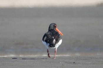 2023年2月5日(日) ふなばし三番瀬海浜公園の野鳥観察記録