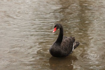 Black Swan 千波湖 Mon, 2/13/2023