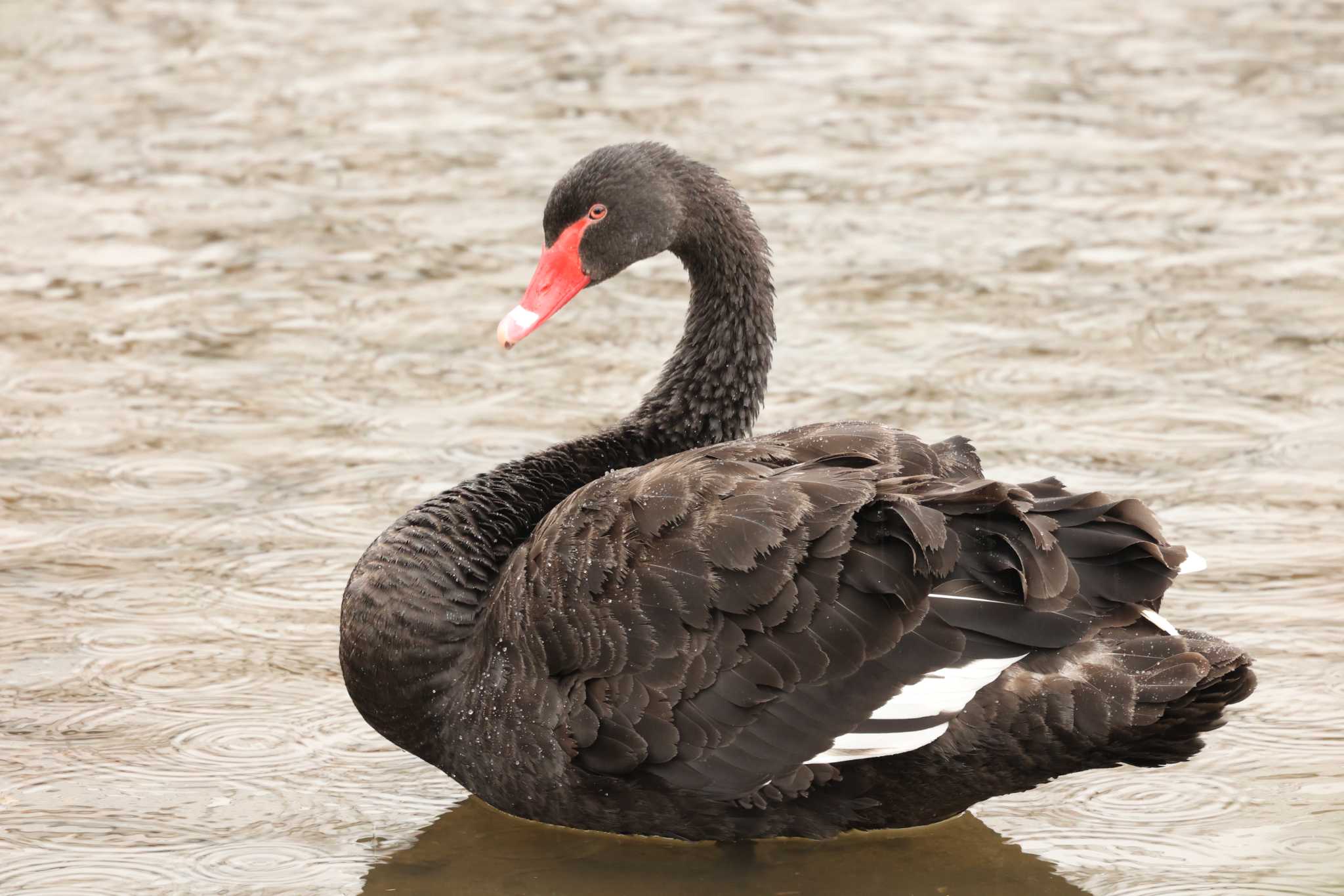 Photo of Black Swan at 千波湖 by トビトチヌ