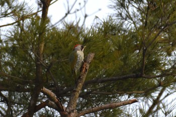 Japanese Green Woodpecker 古洞ダム(富山県富山市) Sat, 2/11/2023