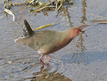 2023年2月15日(水) 江津湖の野鳥観察記録