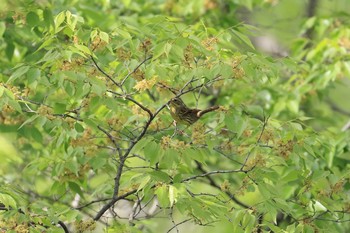 アオジ 大阪城公園 2018年4月22日(日)