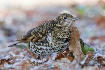 トラツグミ 秋ヶ瀬公園 2023年2月11日(土)