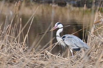 Grey Heron 海王バードパーク Sun, 2/12/2023