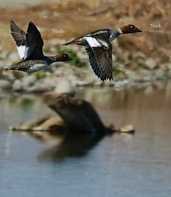 Common Goldeneye Unknown Spots Unknown Date