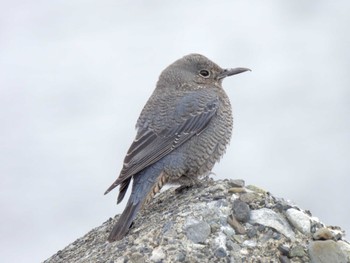 2023年2月15日(水) 茜浜緑地の野鳥観察記録