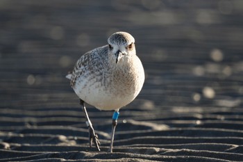 ダイゼン ふなばし三番瀬海浜公園 2023年1月28日(土)