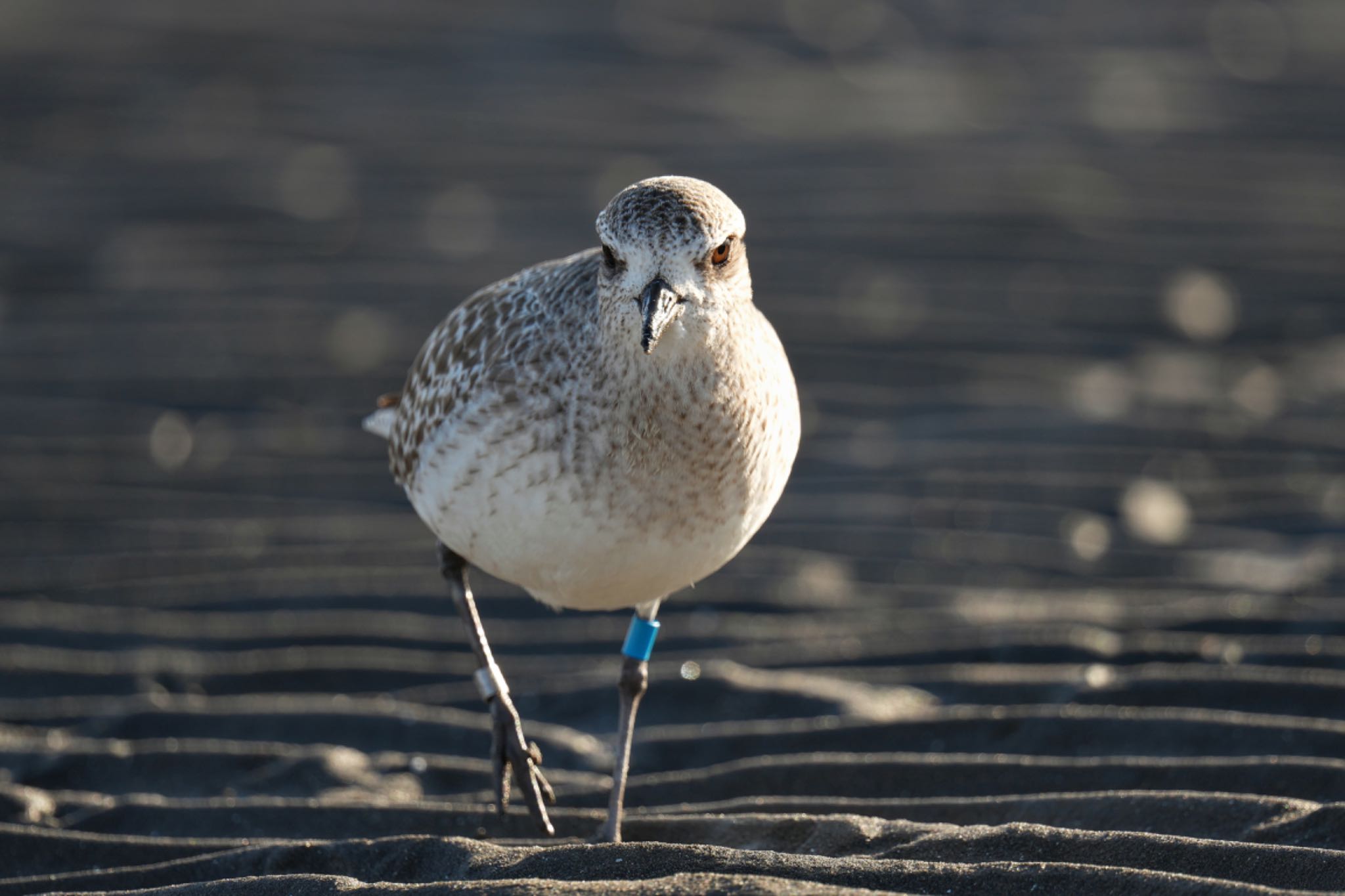 Photo of Grey Plover at Sambanze Tideland by アポちん