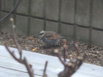 Dusky Thrush 自宅 Wed, 2/15/2023